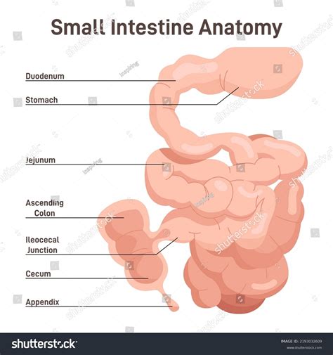 Small Intestine Diagram