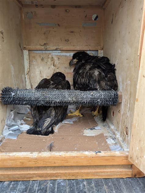Longmeadow firefighters rescue baby bald eagles after wind blows nest ...