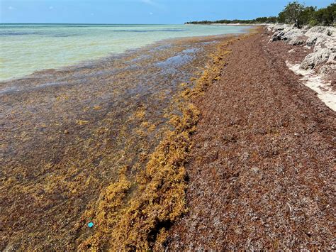 Flesh-eating bacteria found in seaweed on Florida beaches | The Independent