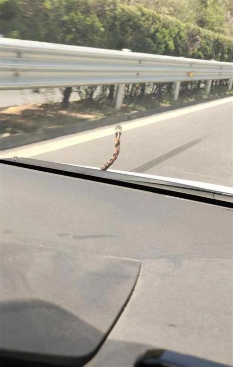 女子在高速公路开车，一条蛇突然从前挡玻璃外探出晃动