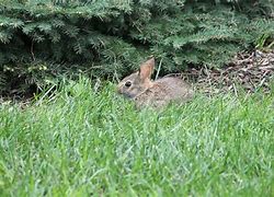 Image result for Newborn Wild Baby Bunnies