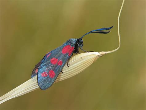 A red and black moth sitting on top of a stalk · Free Stock Photo