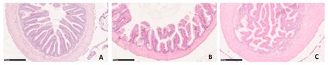A Detailed Study of Rainbow Trout (Onchorhynchus mykiss) Intestine ...