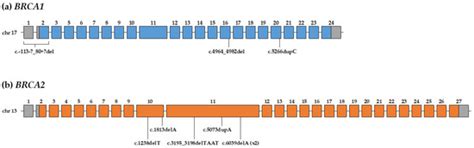 Male Breast Cancer: Results of the Application of Multigene Panel ...