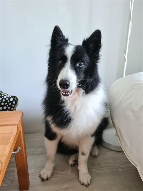 Border Collie Pups Ears