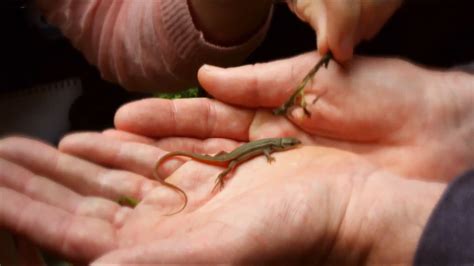 Community | Definition & Examples | Britannica