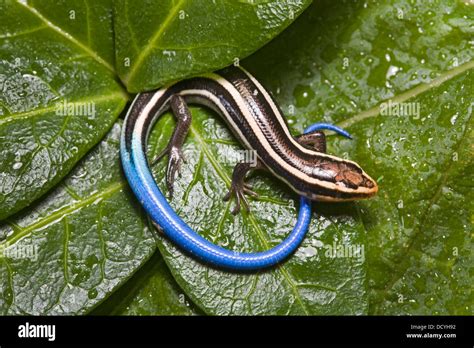 A five-lined skink, better known as a blue tailed skink, (Plestiodon ...