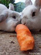 Image result for Bunnies Eating Flowers