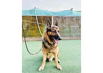 3 Best Pet Boarding in Indore, MP - Expert Recommendations