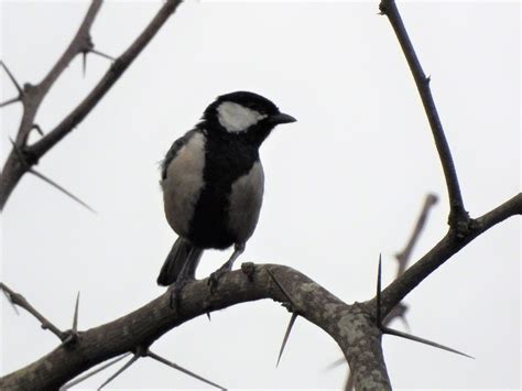 Cinereous Tit