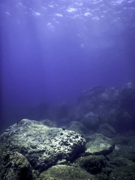 Bottom of the Sea 的图像结果