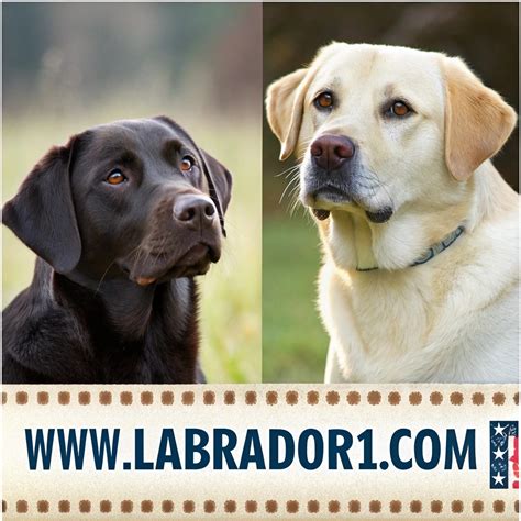 English Lab vs American Lab/7 important differences