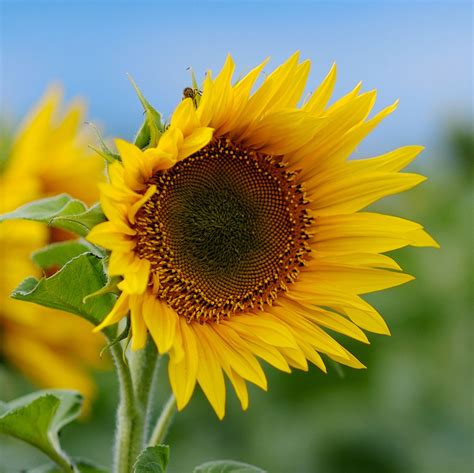 Image result for Sunflower Optimization Algorithm