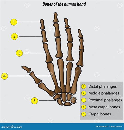 Anatomía De Los Huesos De La Mano