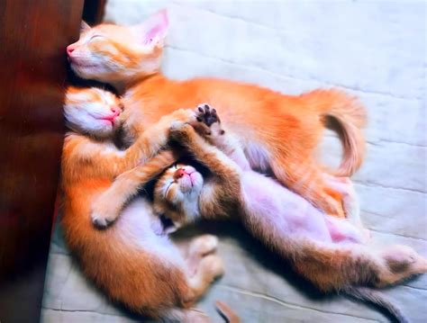 Shocking pet horror: 100 dead cats found in home of Japanese woman who ...