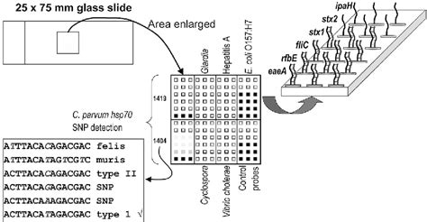 Protection Layer DNA Microarray 的图像结果