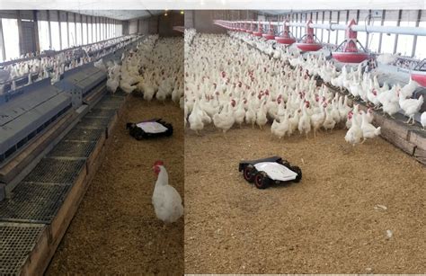 Poultry Breeder Farms