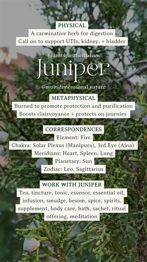 Juniper | Plant Spirit Herbalism | Multidimensional Nature | Herbalism, Medicinal herbs garden ...