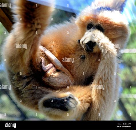 Baby of critically endangered northern white-cheeked gibbon (Nomascus ...