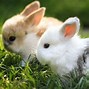 Image result for Super Cute Baby Bunny Wallpaper