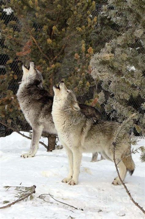 Image result for Coolest Wolves Howling