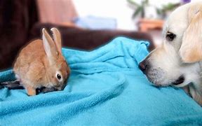 Image result for Feeding Wild Rabbits