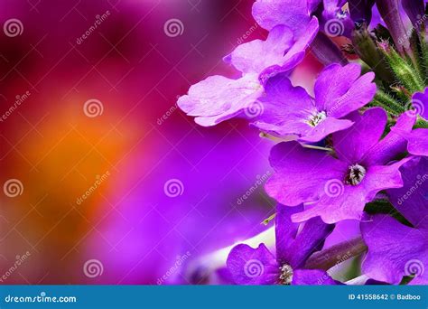 Verbena (Verbenaceae) stock photo. Image of closeup, blossom - 41558642