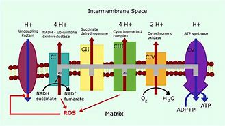 Image result for Oxygen Electron Transport Chain
