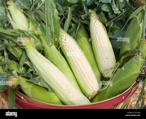 Bushel Corn To Ton at Barbara Fowler blog