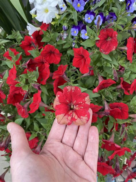 How To Deadhead Petunias – Complete Guide - Plants Craze