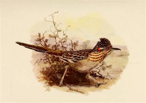 Road Runner Real Life 的图像结果