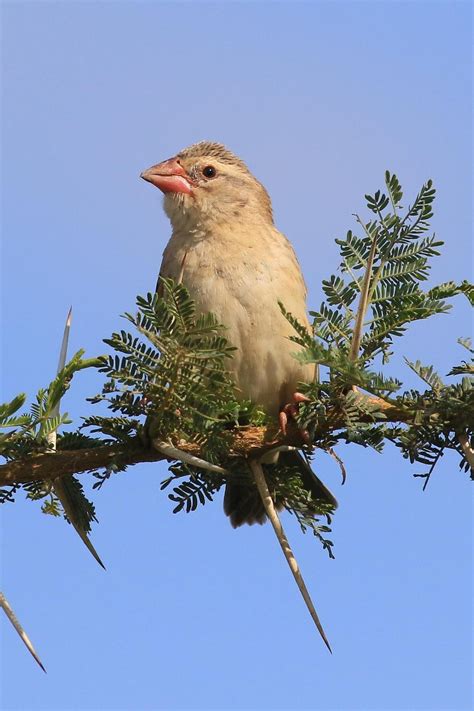 BirdsEye Photography: Review Photos