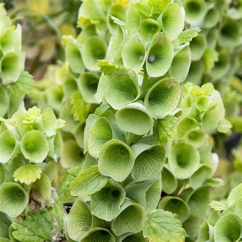 Bells of Ireland Flower Plant Seeds - 1 Oz ~4000 Seeds - Moluccella ...