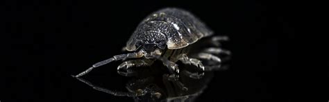 Download wallpaper background, insect, chickweed, section animals in ...