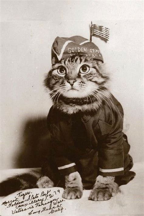 Cat In Army Uniform