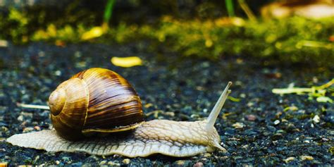 Image result for Separator Python