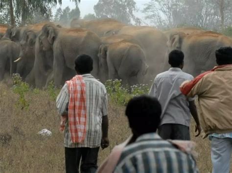 The Alarming Cost Of Human-Elephant Conflicts - 373 Elephants And 1,713 ...