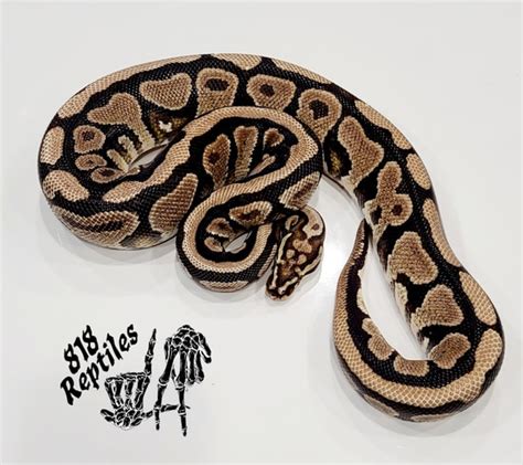Image result for Goblin Ball Python