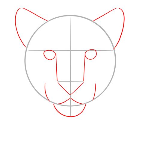 How to Draw a Cougar's Face Front View in 14 Simple Steps