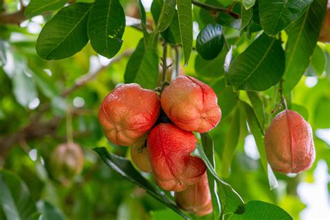 Discover Ackee: Nutrition, Uses, and Safety Tips - epicureanearth.com