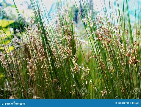 Juncus Interior