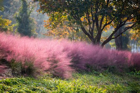 The Plant Library: Pink Muhly Grass (Muhlenbergia capillaris) - The ...