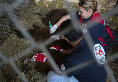Rescue Bears Gordo and Florencia - FOUR PAWS International - Animal ...
