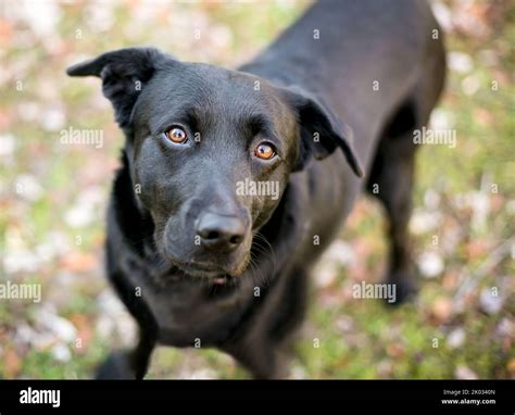 Labrador Retriever Black Mix