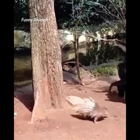 Funniest animal videos. - One News Page VIDEO