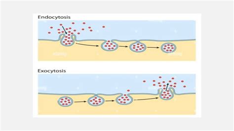 Endocytosis Moves Materials _____ A Cell Via _____.