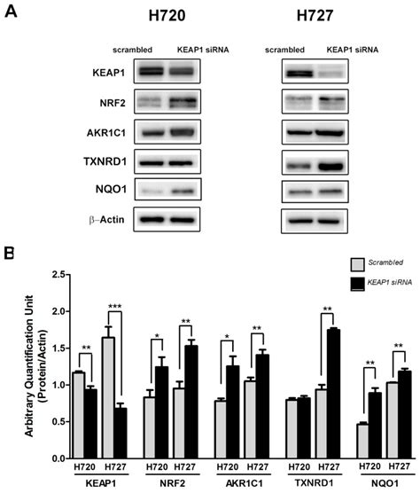 Effects of KEAP1 Silencing on the Regulation of NRF2 Activity in ...