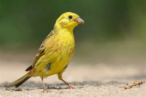 Yellowhammer Bird Facts - Emberiza citrinella - A-Z Animals