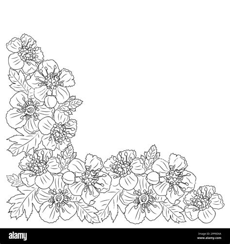 Hawthorn May birth month flower corner line art Stock Vector Image ...