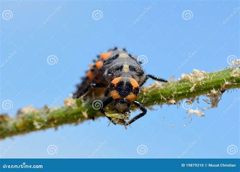 Ladybug larva eating aphid stock photo. Image of pest - 19879210